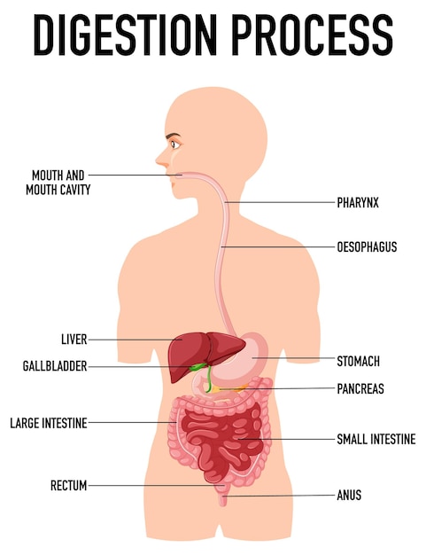 Kostenloser Vektor diagramm, das den verdauungsprozess beim menschen zeigt