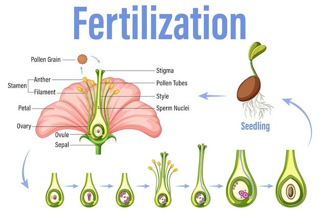 Diagramm, das die befruchtung in der blüte zeigt