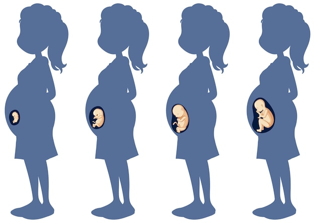 Diagramm, das die entwicklung des menschlichen embryos zeigt