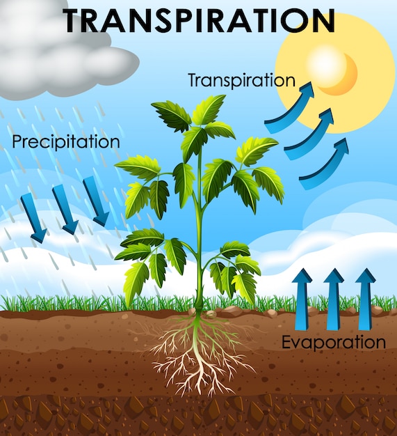 Kostenloser Vektor diagramm, das die transpiration der pflanze zeigt