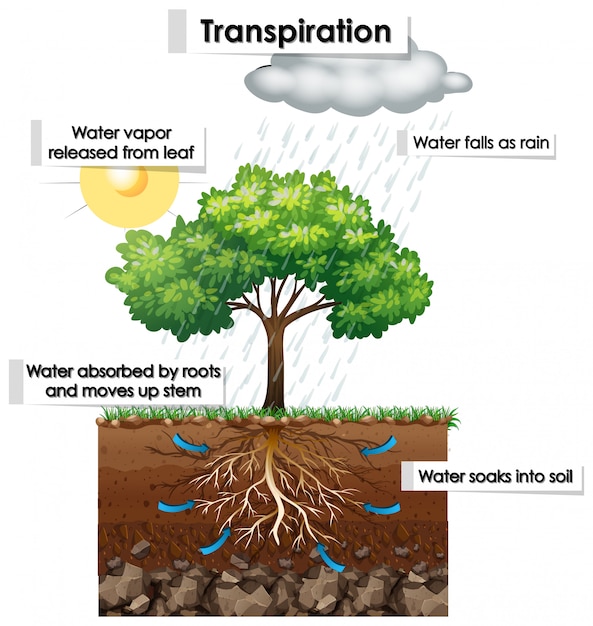 Kostenloser Vektor diagramm, das die transpiration der pflanze zeigt