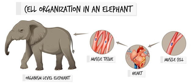 Diagramm, das die zellorganisation bei einem elefanten zeigt