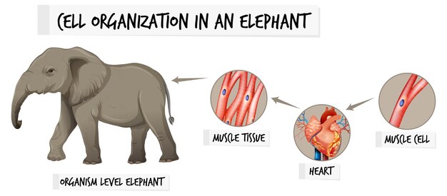 Diagramm, das die Zellorganisation bei einem Elefanten zeigt