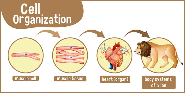 Diagramm, das die zellorganisation bei einem löwen zeigt