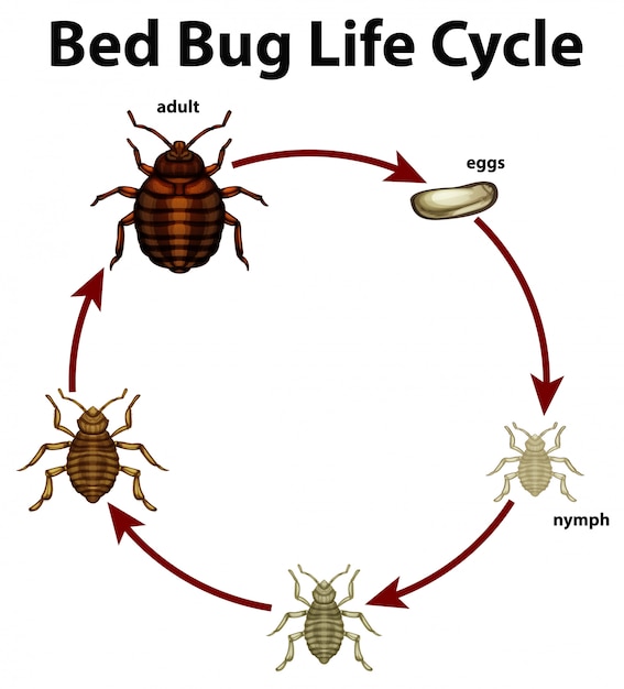 Diagramm, das Lebenszyklus der Bettwanze zeigt