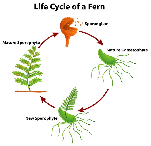 Kostenloser Vektor diagramm, das lebenszyklus des farns zeigt