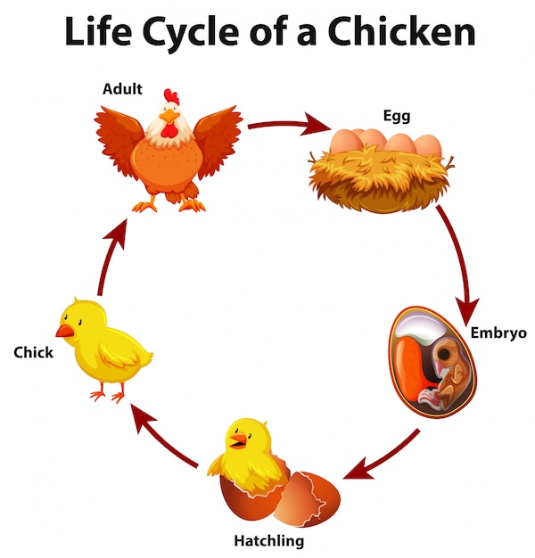 Diagramm, das Lebenszyklus des Huhns zeigt
