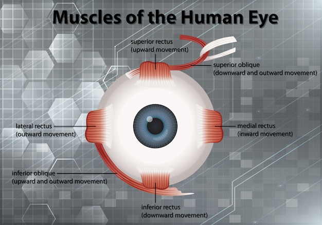 Diagramm, das Muskeln des menschlichen Auges auf grauem Hintergrund zeigt