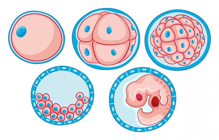 Kostenlose Vektor diagramm, das prozess des wachsenden embryos zeigt