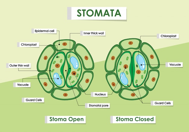 Kostenloser Vektor diagramm, das stomata auf grüner pflanze zeigt