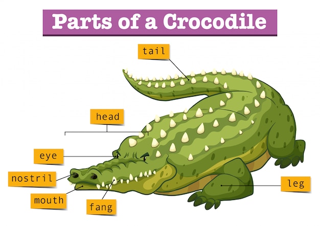 Diagramm, das teile des krokodils zeigt