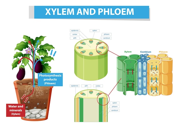 Diagramm, das Xylem und Phloem in der Pflanze zeigt