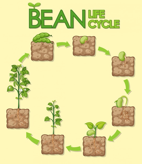 Kostenloser Vektor diagramm, das zeigt, wie pflanzen von samen zu bohnen wachsen