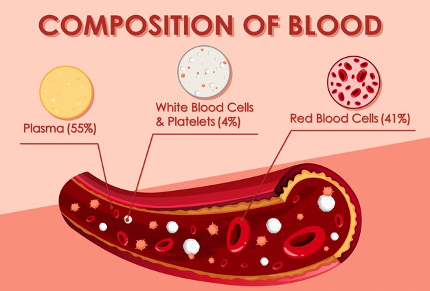 Diagramm, das Zusammensetzung des Bluts zeigt