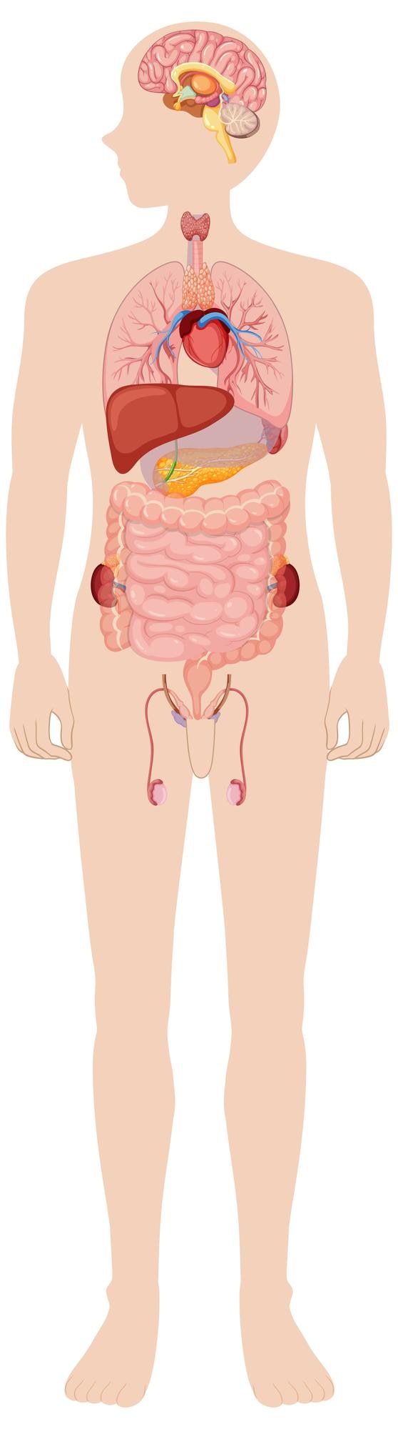 Kostenlose Vektor diagramm der inneren organe des menschlichen körpers