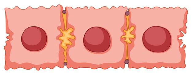 Kostenloser Vektor diagramm der stammzelle