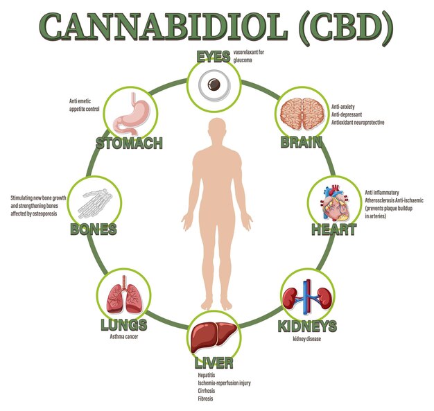 Kostenloser Vektor diagramm der vorteile von cbd für die körperliche gesundheit