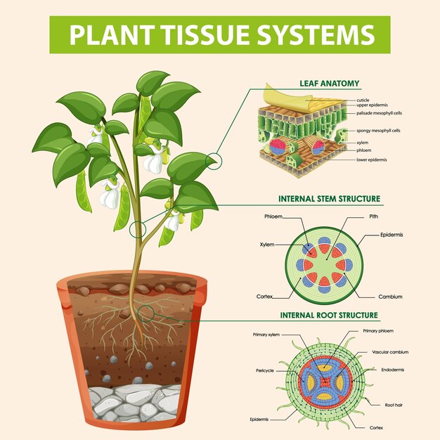 Diagramm mit Pflanzengewebesystemen