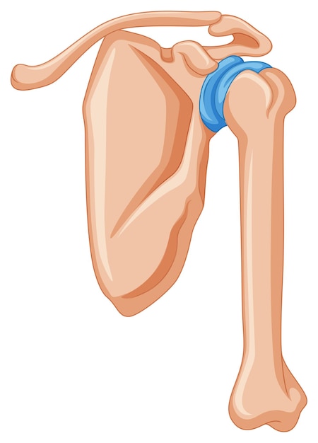 Kostenloser Vektor diagramm mit schulterknochen