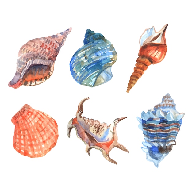 Die dekorativen Ikonen der Aquarelloberteilstarfishcockleshells stellten lokalisierte Vektorillustration ein