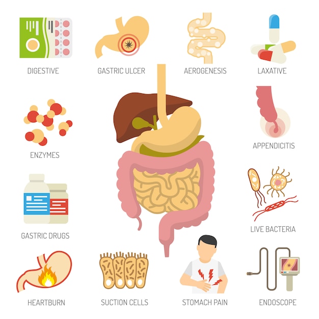 Kostenloser Vektor digestive system icons set
