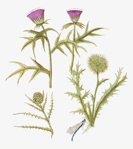 Distel und Artischocke