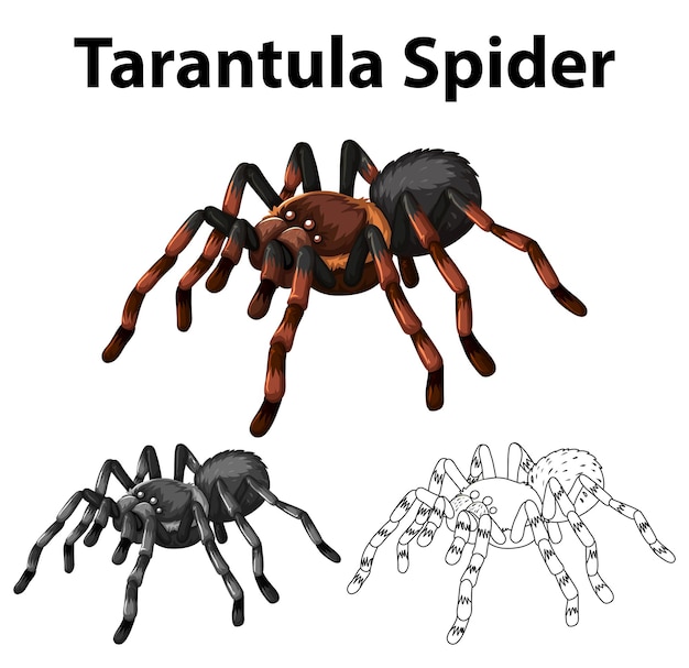 Kostenloser Vektor doodle-charakter für tarantel-spinne