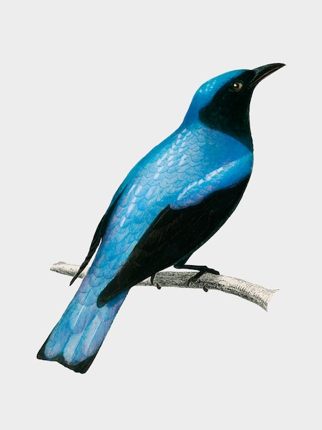 Kostenloser Vektor drachenschwanz (edoius caerulescens), dargestellt von charles dessalines d'orbigny (1806-1876).