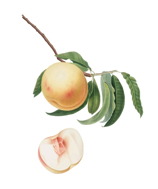 Kostenloser Vektor duracina-pfirsich von pomona italiana-illustration