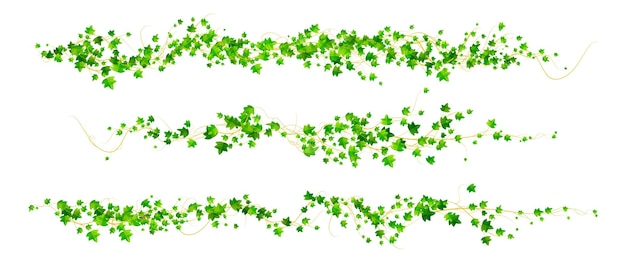 Efeuranken mit grünen blättern, kletterpflanze