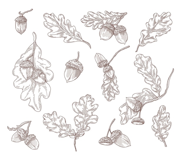 Eichenblätter, Zweige und Eicheln handgezeichnete Illustrationen gesetzt. Quercus-Baumelemente im Gravur-Vintage-Stil