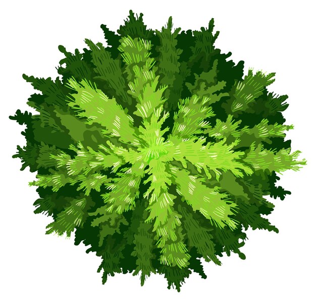 Ein Kieferbaum