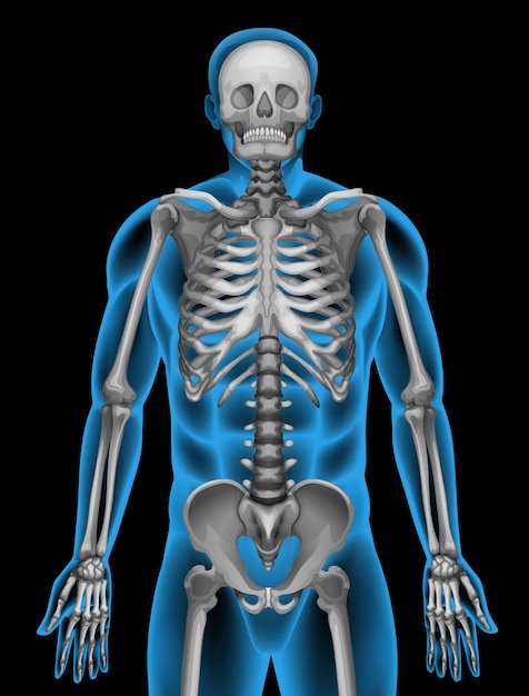 Kostenloser Vektor ein menschliches skelettsystem