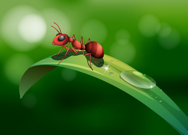 Eine Ameise über dem Blatt