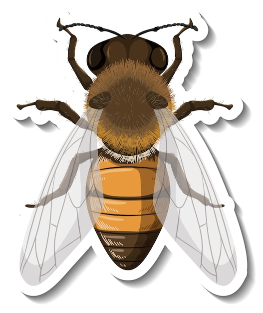 Kostenloser Vektor eine aufklebervorlage mit draufsicht auf honigbiene isoliert