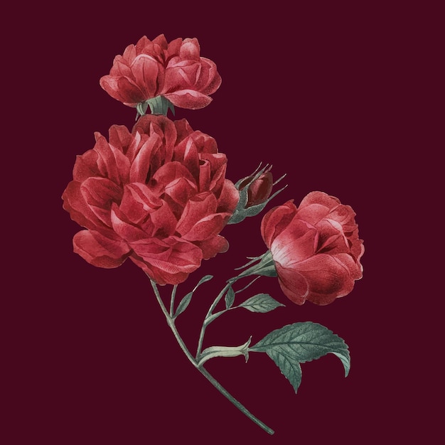 Elegante rote gezeichnete Illustration des französischen Rosenblumenstraußes des Vektors Hand