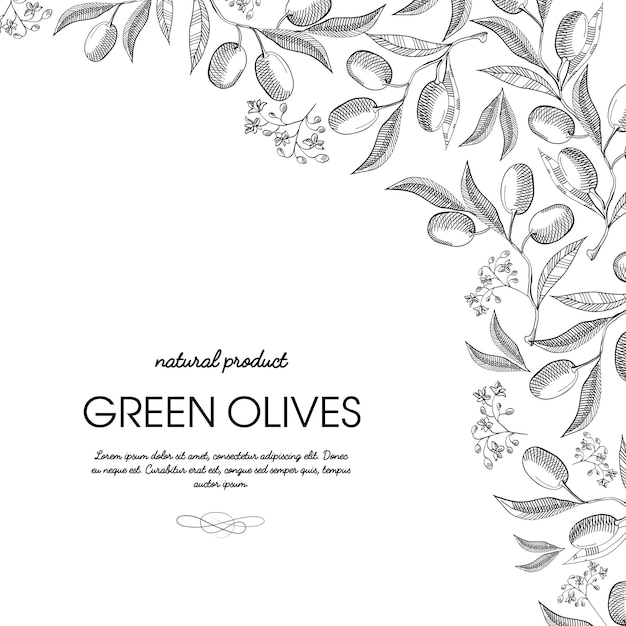 Elegante Schriftrolle Ornament Gravur grüne Oliven Trauben Grenze Ecke Hand gezeichnete Gekritzel Karte Illustration