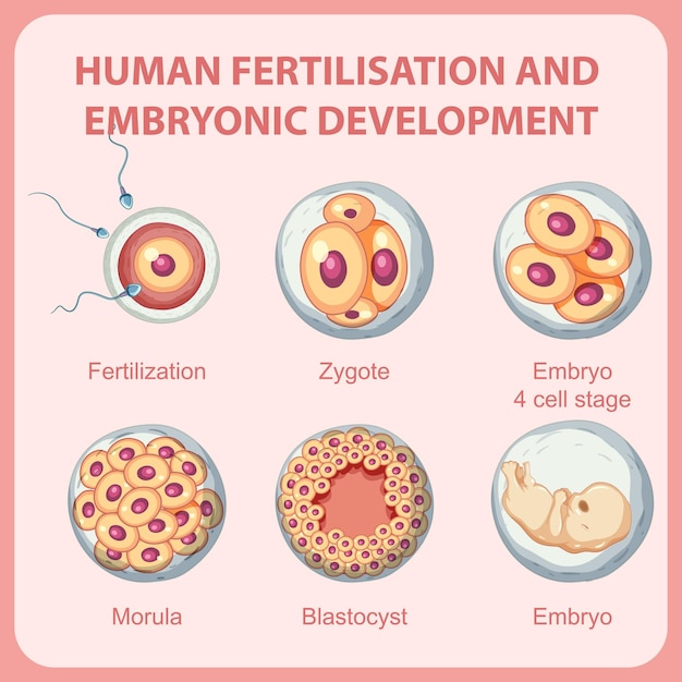 Embryonale entwicklung der menschlichen befruchtung in der menschlichen infografik
