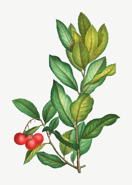 Erdbeerbaumzweig