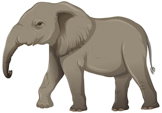 elefanten cartoon