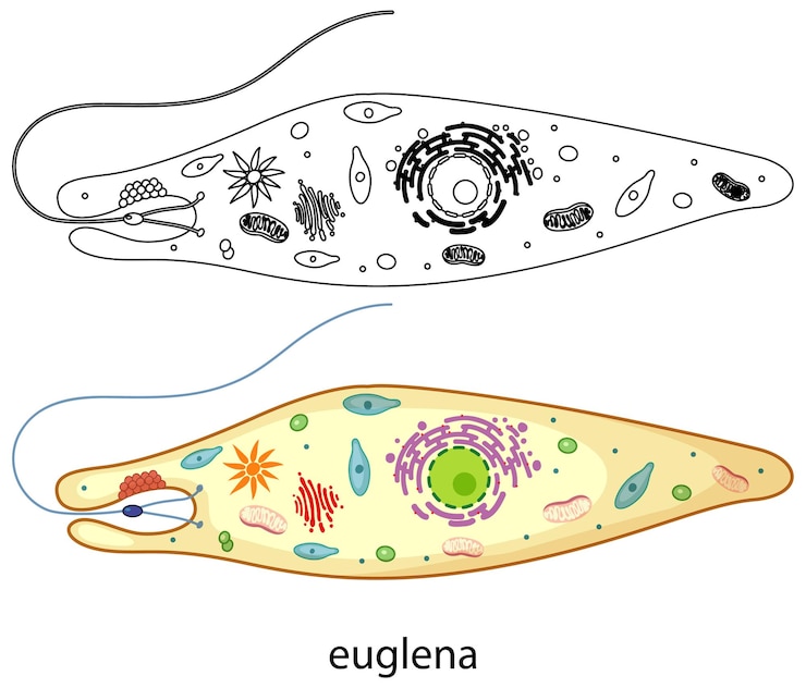Kostenlose Vektor euglena in farbe und gekritzel auf weißem hintergrund