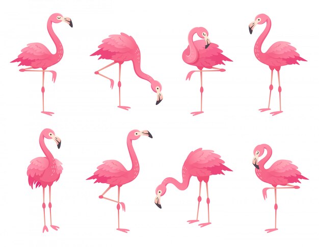 Bilder Pink Flamingo Gratis Vektoren Fotos Und Psds