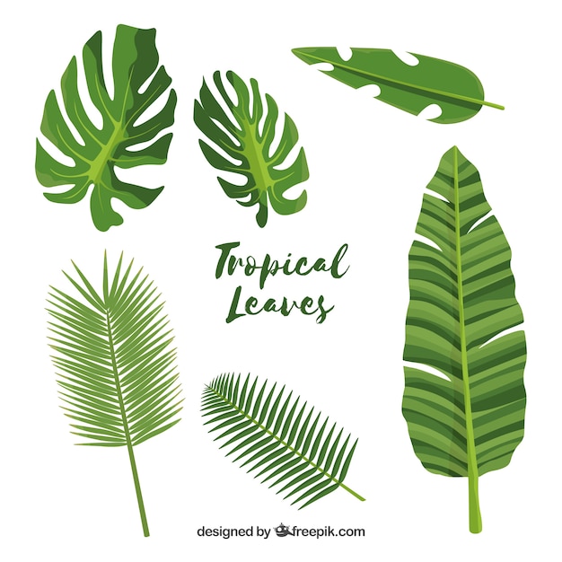 Exotische tropische Blattsammlung mit flachem Design