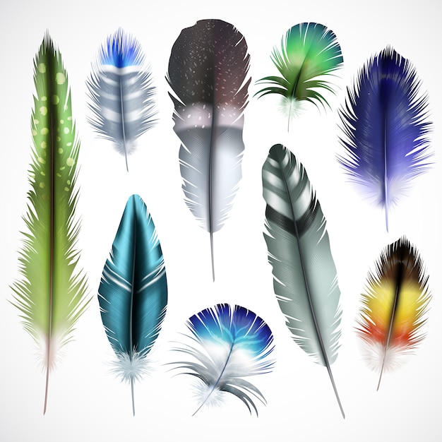 Exotische Vögel natürlich gefärbt gefleckt grün lila glänzend türkis mischen farbige Federn realistische Set isolierte Vektor-Illustration