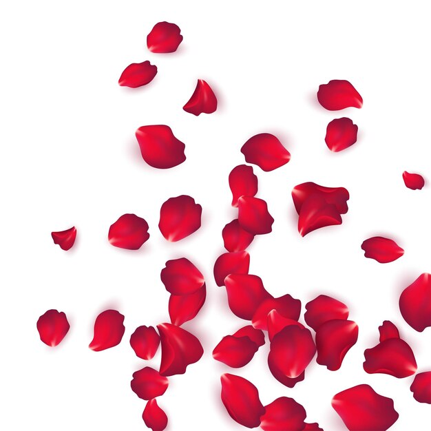 Fallende rote Rosenblätter isoliert auf weißem Hintergrund. Vektorabbildung EPS10