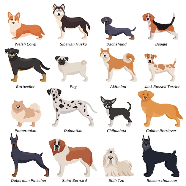 Kostenloser Vektor farbige reinrassige hunde icon set