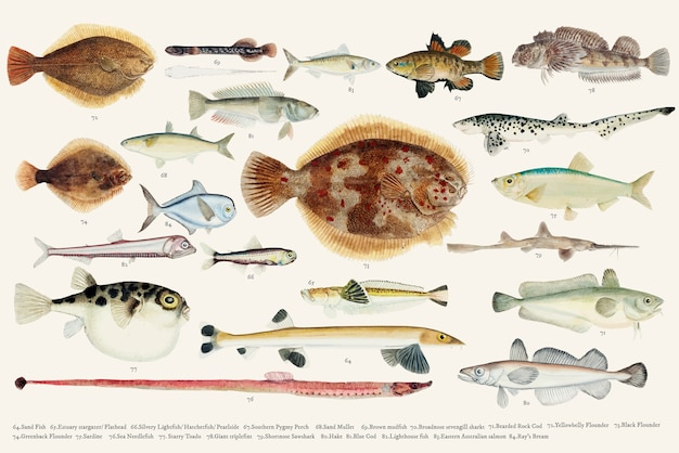 Farbige Vektorillustration der Fischzeichnungssammlung