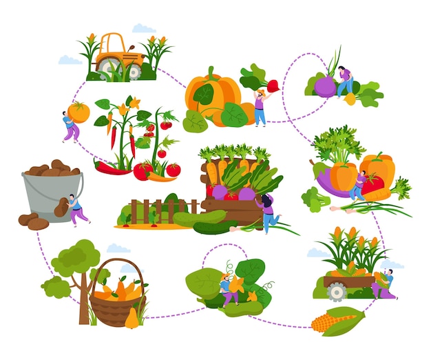 Kostenloser Vektor flache zusammensetzung des ernteflussdiagramms