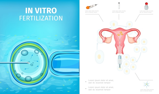 Kostenloser Vektor flache zusammensetzung des in-vitro-fertilisationsprozesses mit befruchteten eizellen für die weibliche eizellenentwicklung zur künstlichen befruchtung