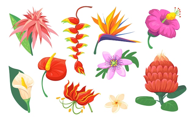 Flaches Set der hellen hawaiianischen exotischen Blumen